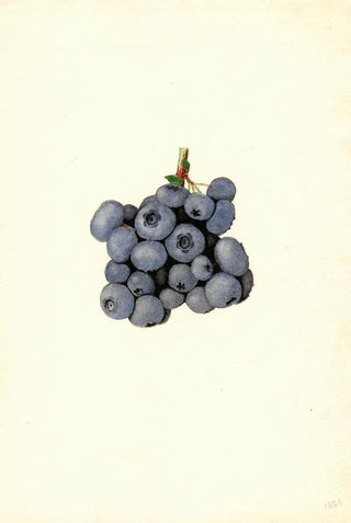 James Marion Shull - Vaccinium corymbosum Stanley.webp