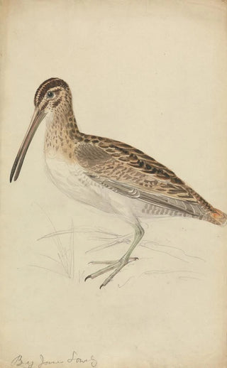 James Sowerby - A Snipe.webp