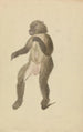 Ein Mandrill - James Sowerby — Ansicht des Kunstwerks