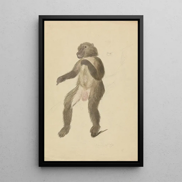James Sowerby - A mandrill.webp