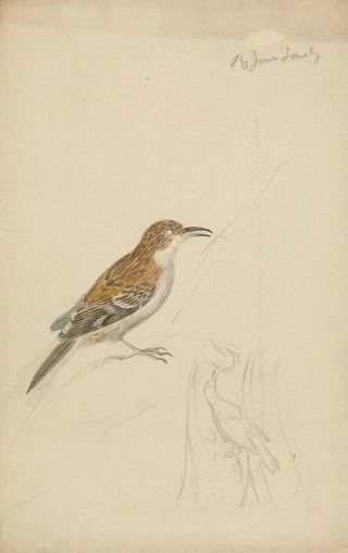 James Sowerby - Eurasian treecreeper.webp