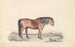 Shetland-Pony - James Stewart — Ansicht des Kunstwerks