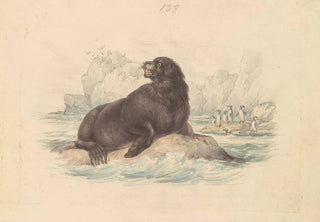 James Stewart - South American Sea Lion.webp