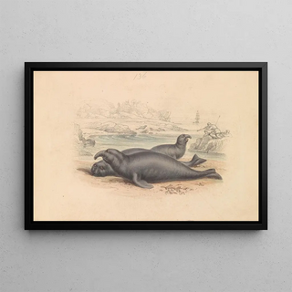 James Stewart - The Elephant Seal.webp