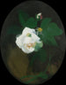 Rose blanche - James Stuart Park — Ansicht des Kunstwerks