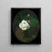 Rose blanche - James Stuart Park — gerahmtes Bild an der Wand