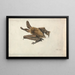 Eine braune Fledermaus mit langen Ohren - James Ward — gerahmtes Bild an der Wand