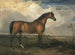 Adler, ein berühmtes Hengst - James Ward — Ansicht des Kunstwerks