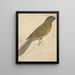 Ein Papagei - James de Carle Sowerby — gerahmtes Bild an der Wand