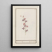 Pied d'alouette Consolida - Jan Anton Garemyn — gerahmtes Bild an der Wand