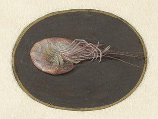 Krevette - Jan Augustin van der Goes — Ansicht des Kunstwerks