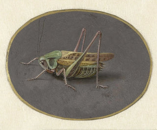 Sauterelle - Jan Augustin van der Goes — Ansicht des Kunstwerks
