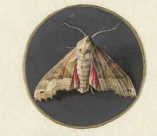 Jan Augustin van der Goes - Uiltje of nachtvlinder.webp