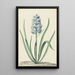 La jacinthe bleue Franciscus Primus - Jan Augustini — gerahmtes Bild an der Wand