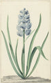La jacinthe bleue Franciscus Primus - Jan Augustini — Ansicht des Kunstwerks
