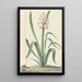 La jacinthe rose Rex Rubrorum - Jan Augustini — gerahmtes Bild an der Wand