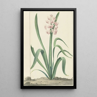 Jan Augustini - De roze hyacint Rex Rubrorum.webp