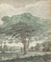 Baum in Ceylon - Jan Brandes — Ansicht des Kunstwerks