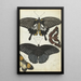 Indianische Schmetterlinge - Jan Brandes — gerahmtes Bild an der Wand