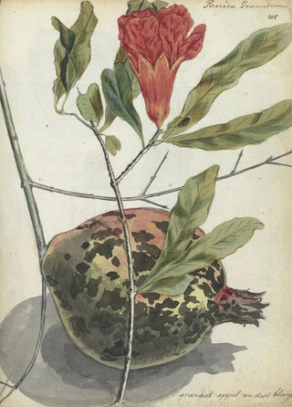 Jan Brandes - Pomegranate.webp