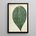 Betelblatt - Jan Brandes — gerahmtes Bild an der Wand