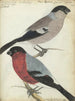 Pinsons - Jan Brandes — Ansicht des Kunstwerks