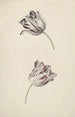 Zwei weiße und rote Tulpen - Jan Jansz van der Vinne — Ansicht des Kunstwerks