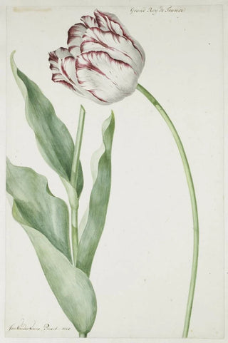 Jan Laurensz van der Vinne - Tulip Grand Roy de France.webp
