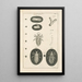 Le livre de la nature ou L'histoire des insectes Pl01 - Jan Swammerdam — gerahmtes Bild an der Wand
