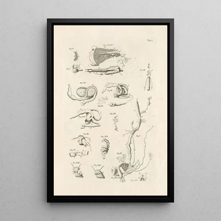 Jan Swammerdam - The book of nature or The history of insects Pl05.webp