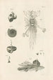 Der Naturbuch oder L'histoire des Insekten Pl06 - Jan Swammerdam — Ansicht des Kunstwerks