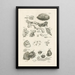 Le livre de la nature ou L'histoire des insectes Pl09 - Jan Swammerdam — gerahmtes Bild an der Wand