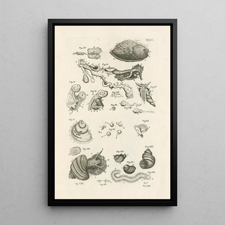 Jan Swammerdam - The book of nature or The history of insects Pl09.webp