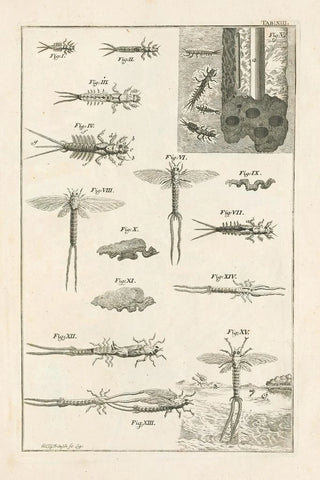 Jan Swammerdam - The book of nature or The history of insects Pl13.webp