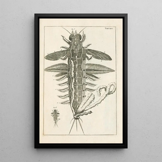 Jan Swammerdam - The book of nature or The history of insects Pl14.webp