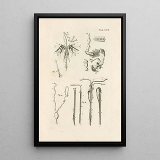 Jan Swammerdam - The book of nature or The history of insects Pl18.webp