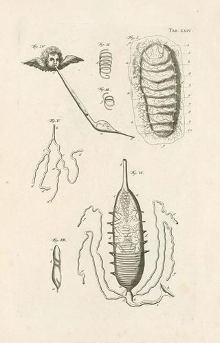 Jan Swammerdam - The book of nature or The history of insects Pl24.webp