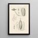 Le livre de la nature ou L'histoire des insectes Pl24 - Jan Swammerdam — gerahmtes Bild an der Wand