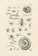 Le livre de la nature ou L'histoire des insectes Pl26 - Jan Swammerdam — Ansicht des Kunstwerks
