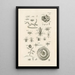 Le livre de la nature ou L'histoire des insectes Pl26 - Jan Swammerdam — gerahmtes Bild an der Wand