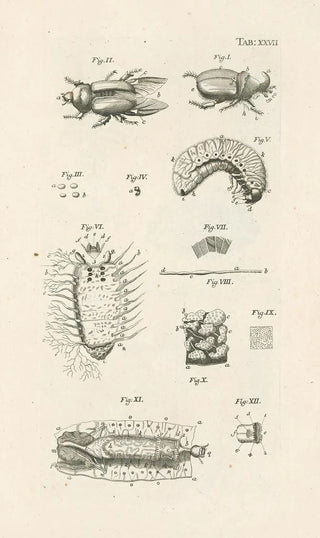 Jan Swammerdam - The book of nature or The history of insects Pl27.webp