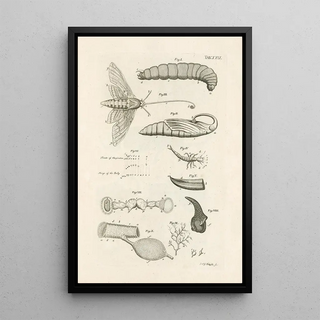 Jan Swammerdam - The book of nature or The history of insects Pl29.webp