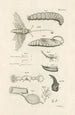 Le livre de la nature ou L'histoire des insectes Pl29 - Jan Swammerdam — Ansicht des Kunstwerks