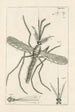 Das Buch der Natur oder L'histoire des insectes Pl32 - Jan Swammerdam — Ansicht des Kunstwerks