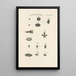 Jan Swammerdam - The book of nature or The history of insects Pl33.webp