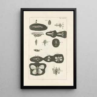 Jan Swammerdam - The book of nature or The history of insects Pl37.webp