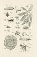 Le livre de la nature ou L'histoire des insectes Pl44 - Jan Swammerdam — Ansicht des Kunstwerks