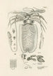 Der Naturführer oder L'histoire des insectes Pl50 - Jan Swammerdam — Ansicht des Kunstwerks