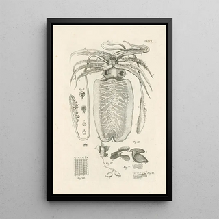 Jan Swammerdam - The book of nature or The history of insects Pl50.webp