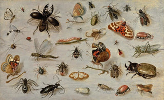 Jan Van Kessel The Elder - A Study of Butterflies Moths Spiders and Insects.webp